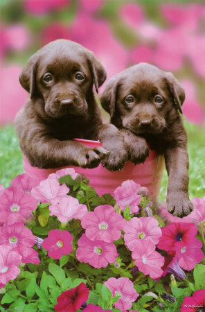 Labrador+cocker+spaniel+puppies